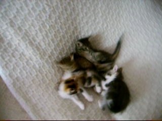 baston de mini moys XD !!