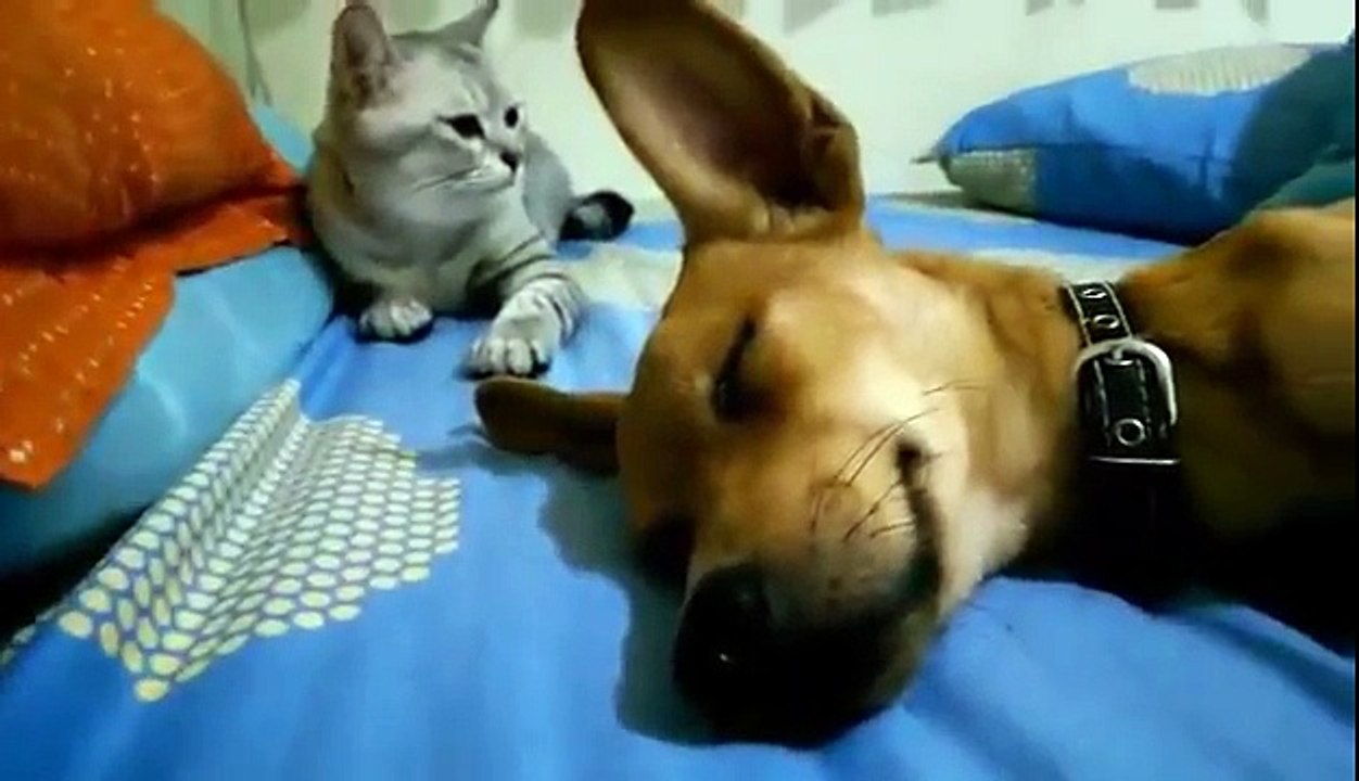Ce chat réveille un chien qui dort !