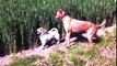 Two Dogs jumping in a field - funny videos dog HD