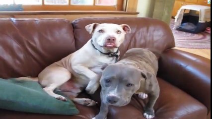 Two Dogs playing together - funny videos dog