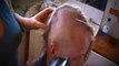 blond beauty shaving head bald for world equality