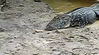 Feeding an alligator - part 1