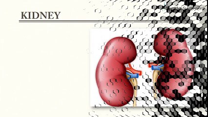 Abdominal Organs – Everything You Need to Know