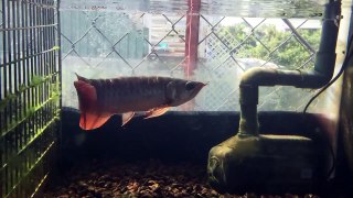 Cá Rồng Yuki Huy Thảo (Hồ 34 up) Size 24- 26cm