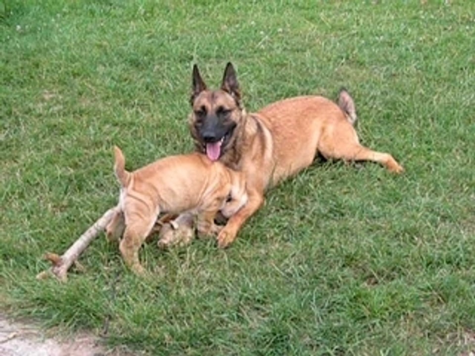 Aski et bonnie petite