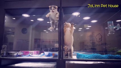 Un chaton escalade une vitre pour retrouver un chiot dans une animalerie !