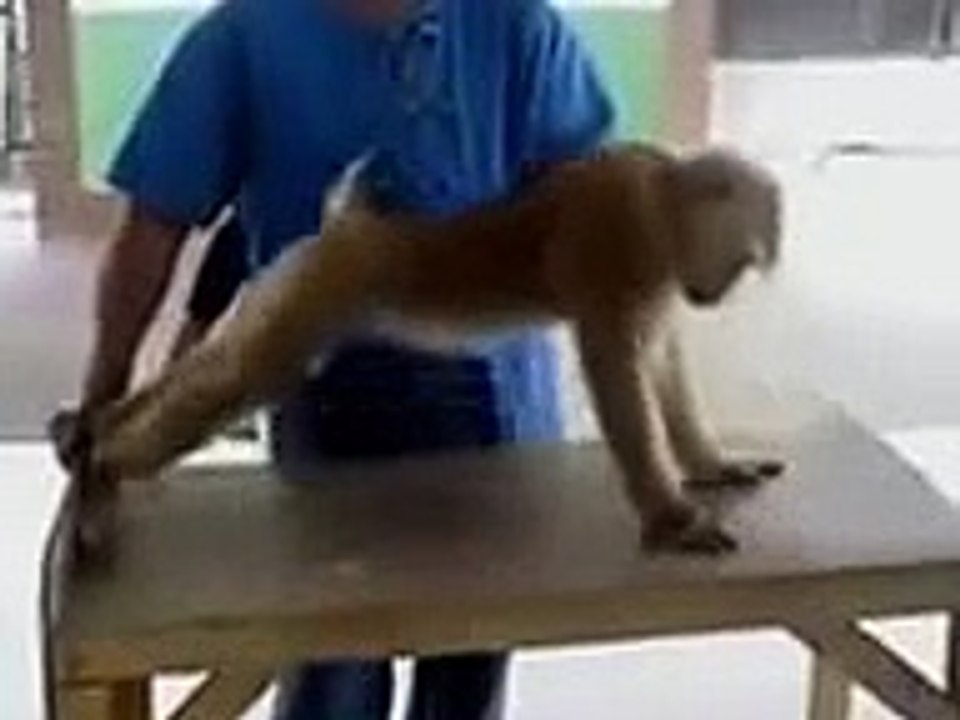comedy central funny monkey video - YouTube