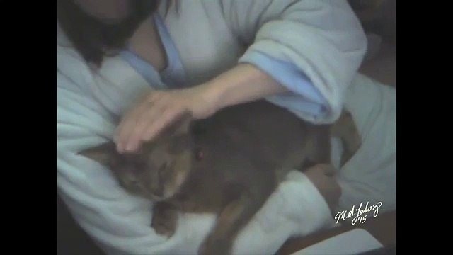 Recovering Cat Cuddles his Mum