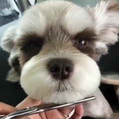Petite séance chez le barbier pour ce chien adorable
