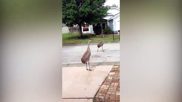 Des oiseaux complètement dingue s'amusent dans le jardin d'une maison. Trop fun