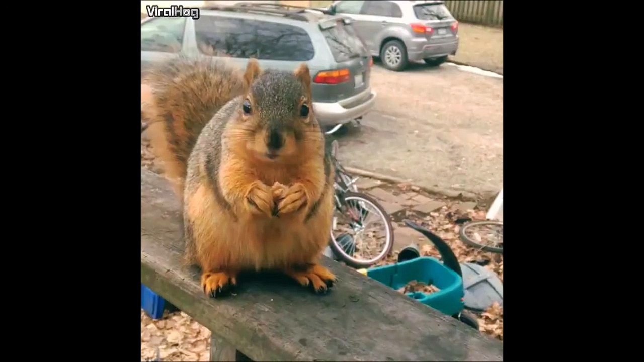 Le premier écureuil qui rap plus vite que Eminem