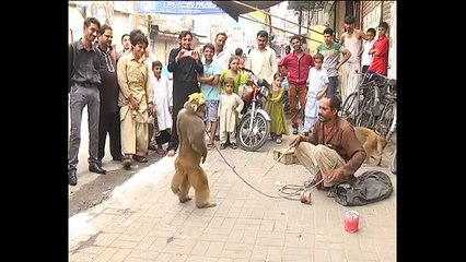Monkey and Man Fight Monkey Charmer Funny Video Full
