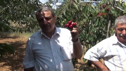 Simav Kirazda Fiyat Düşük, Üretici Mutsuz