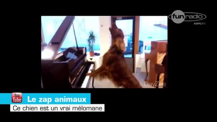 Les animaux mignons du net