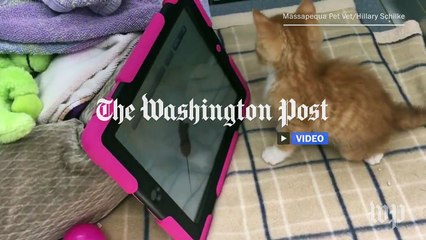 Watch this kitten zoom on a wheelchair made from a kids toy