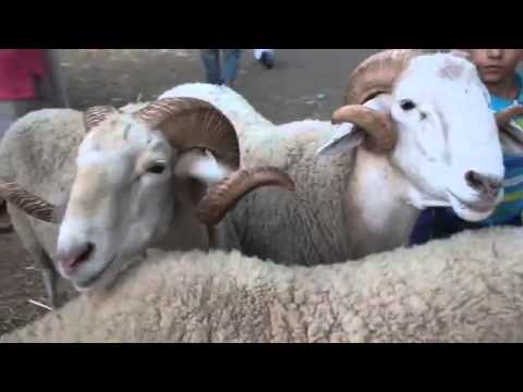 Kebch el 3id Anes Tina Dzjoker Mgdz عيد الاضحى في الجزائر