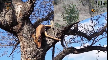 Leopard With Impala Kill, Hyena Waiting For Scraps! #youtubeZA