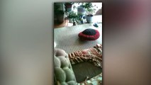 Pug Takes His Bed For A Sping
