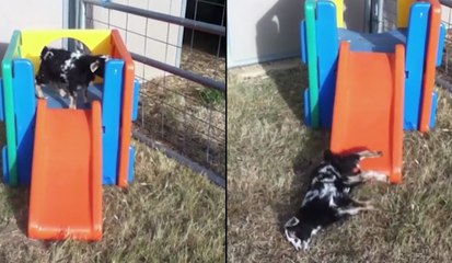 Cette chèvre a quelques soucis en descendant ce toboggan !