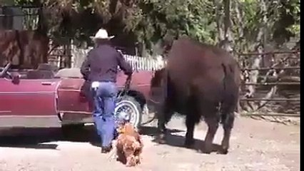 Cow In a Car hahahhaha very funny video