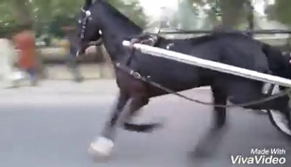 Lahore horse race try