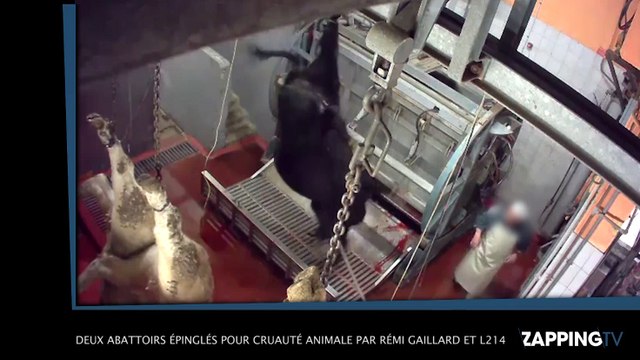 Deux abattoirs épinglés pour maltraitance envers des animaux par Rémi Gaillard et la L214, la vidéo choc !