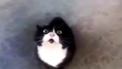 Funny CAT Talking and Singing Song best for 2016
