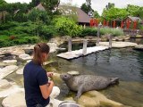Dompierre-sur-Besbres : nourrissage des bébés phoques du parc animalier du PAL