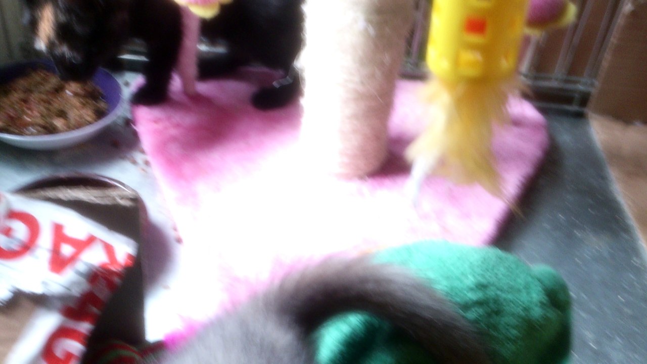 Au revoir mes petits loups !