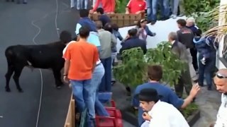 Funny video | Funny Animal | Funny crazy bull fails | Most Awesome Bullfighting Festival