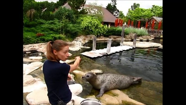 Dompierre-sur-Besbre - bébés phoques