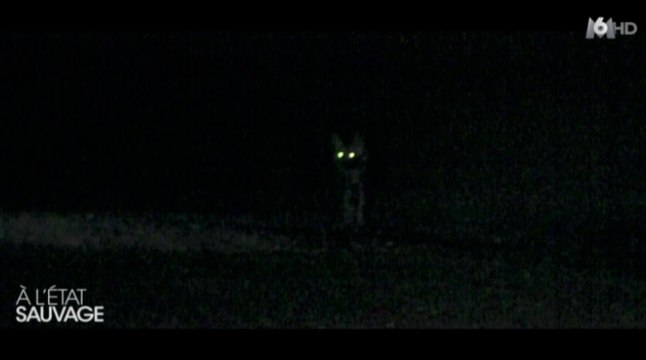 Michaël Youn à l'état sauvage ! Zapping People du 29/06/2016 par lezapping