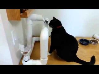 When An Engineer Owns A Cat