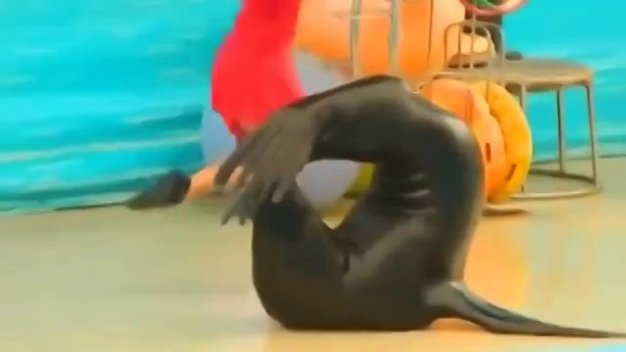 Вот это класс! Стоить посмотреть. Девушка обалденно танцует с моржом