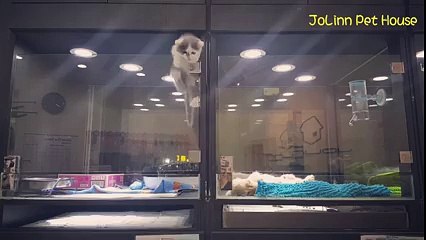 Un chaton se sent seul dans une animalerie