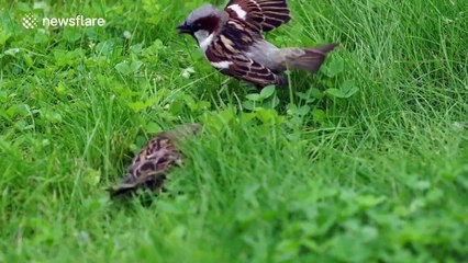 House sparrow couple perform courtship dance