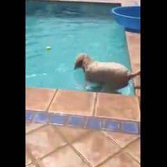 El perro más listo del mundo