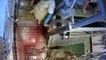 Images choquantes: Des chevaux maltraités dans des abattoirs du sud de la France