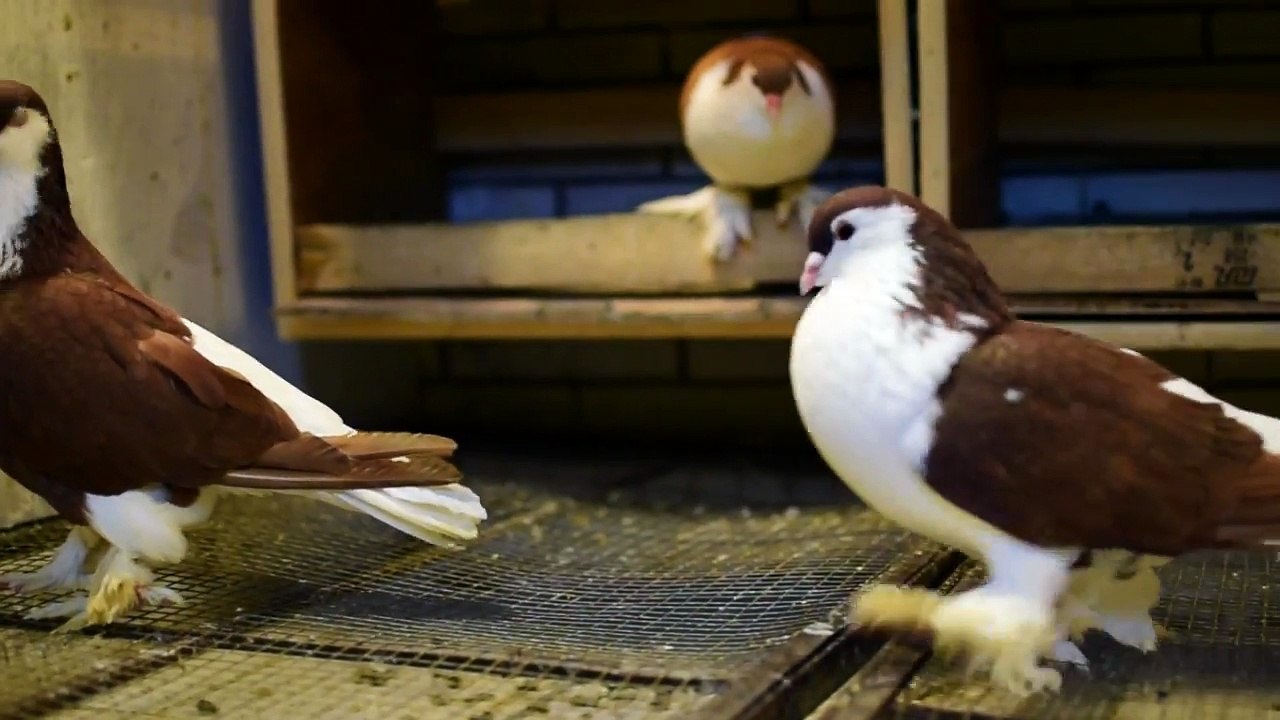 Lahore Pigeons