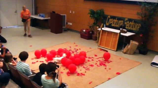 Record du chien le plus rapide à exploser 100 ballons