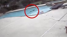 Menina de 5 anos viu a mãe inanimada na piscina... Não vais acreditar no que a câmara filmou a seguir...