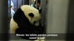 Des bébés pandas jumeaux voient le jour à Macao