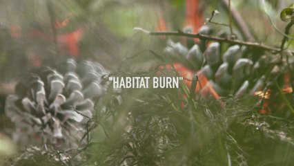 Prescribed Burns for Quail