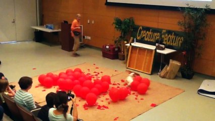 Le chien le plus rapide du monde pour exploser 100 ballons