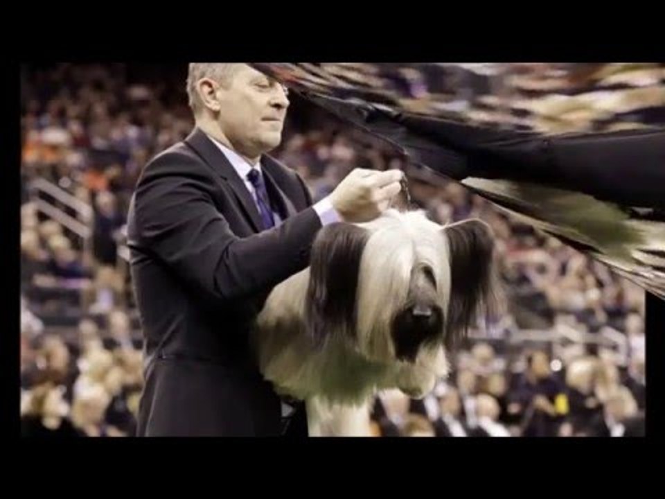 CJ the German Shorthaired Pointer wins for Best in Show at Westminster