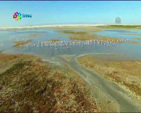 Tuz Gölü'nde flamingo şenliği