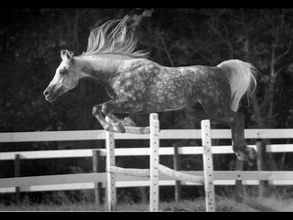 Les chevaux ma passion