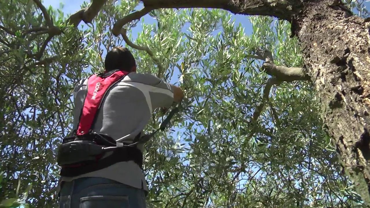 INFACO F3015 em Oleicultura - PT