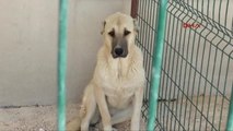 Gaziantep'te, Kangal Köpeği, Dişi Köpekle Kandırarak Çaldılar