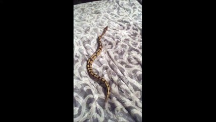 Ce serpent lutte pour avancer sur les draps du lit
